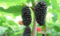 What should be paid attention to in mulberry planting?