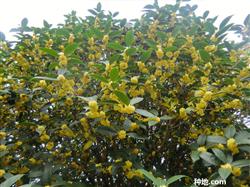 How can we make sweet-scented osmanthus trees blossom more?