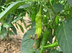 How does summer chilli prevent navel rot?