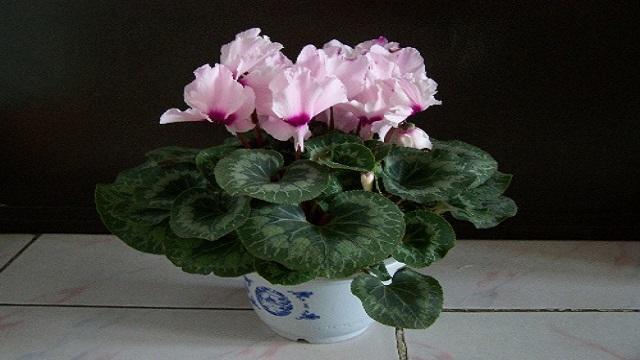 How much water does cyclamen water? In this way, the treatment grows quickly and energetically.