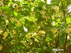 How to make sweet-scented osmanthus trees bloom?