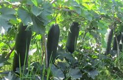 How to plant black wax gourd?