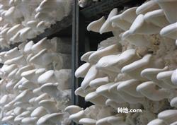 What should be paid attention to when planting Pleurotus ostreatus