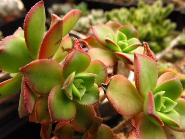 Five kinds of succulent plants suitable for summer cultivation can be put on the balcony and the living pots are all beautiful.