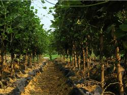 High-yield cultivation techniques of Pueraria lobata