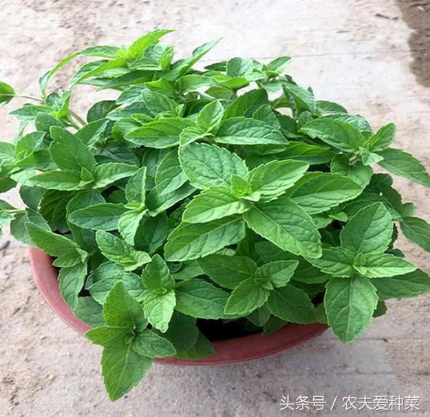 This kind of potted plant with its own fragrance will grow crazy when a branch is thrown into the soil. Eat and pick if you want.