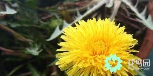 How to plant dandelions?