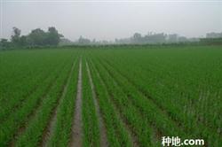 How to know the situation of rice seedlings after transplanting rice seedlings