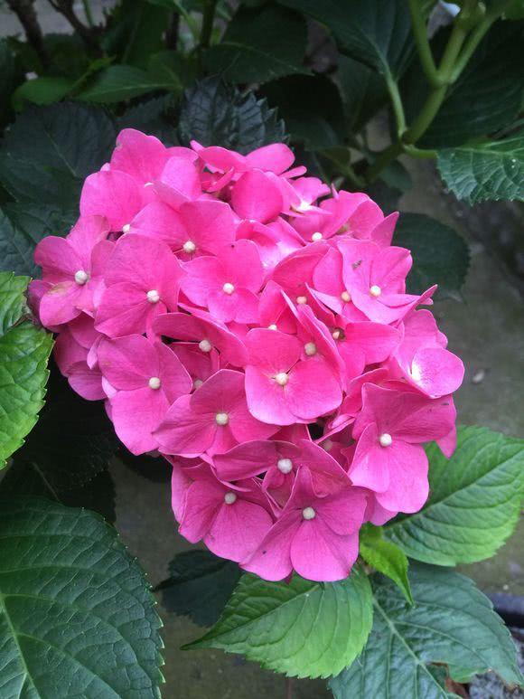 Hydrangea doesn't blossom because you didn't trim it correctly when you trimmed it.