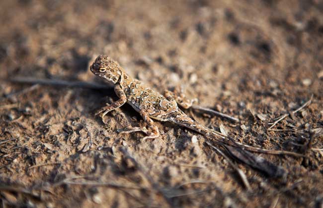 Is gecko poisonous to bite? the medicinal value of gecko _ what food does gecko eat