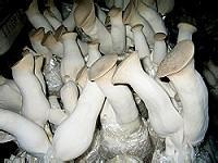 Do a good job of raw material reserve and grasp the cultivation of Pleurotus eryngii in winter and spring