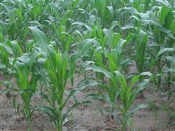 Summer corn weeding should pay attention to what?