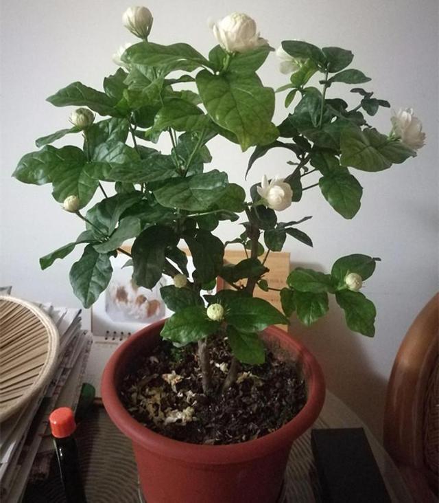 The three elements of potted jasmine are in full bloom.