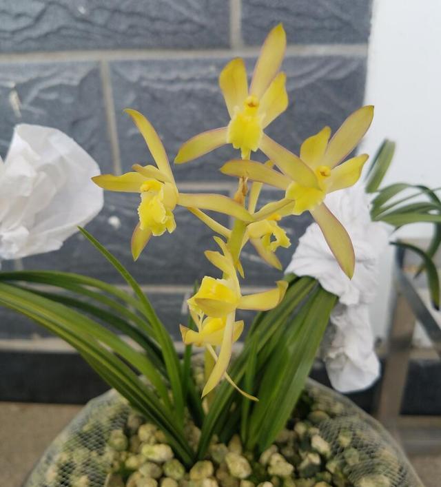 It is this article that explains the temperature and humidity of orchids so thoroughly.