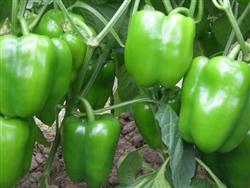 How to improve the Fruit setting rate of planting Sweet Pepper in greenhouse