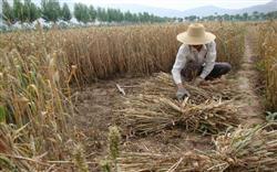 What should you pay attention to before harvesting wheat?