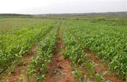 How to plant spring sorghum?