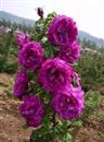 Softwood Cuttage technique of Purple Branch Rose in Summer