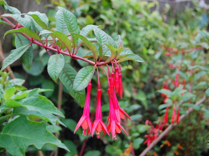 What if the leaves of the golden bell turn yellow when the weather is too hot? As long as you don't touch these.