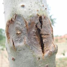 Control of common insect pests in poplar