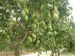 How to control powdery mildew by planting mango?