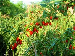 Fertilization of Chinese wolfberry