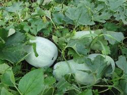 How to manage planting wax gourd in paddy field?