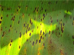 What are the symptoms of banana leaf spot?