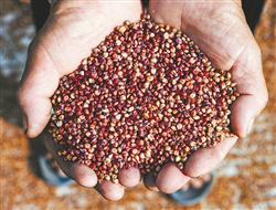 What are the nutritional characteristics of sorghum?