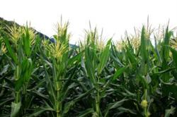 How should the ear period of summer corn be managed?