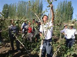 How to prune apple trees in summer?