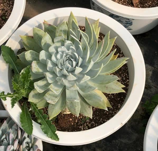 How is the summer dormancy of succulent plants return a responsibility? The way of maintenance during this period is very important.