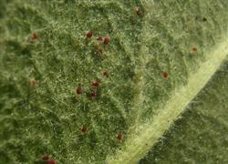 How to control mites in apple trees in summer?