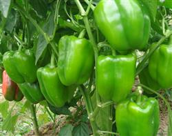 How to manage the color conversion period of sweet pepper?