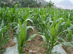 How to grow corn scientifically?