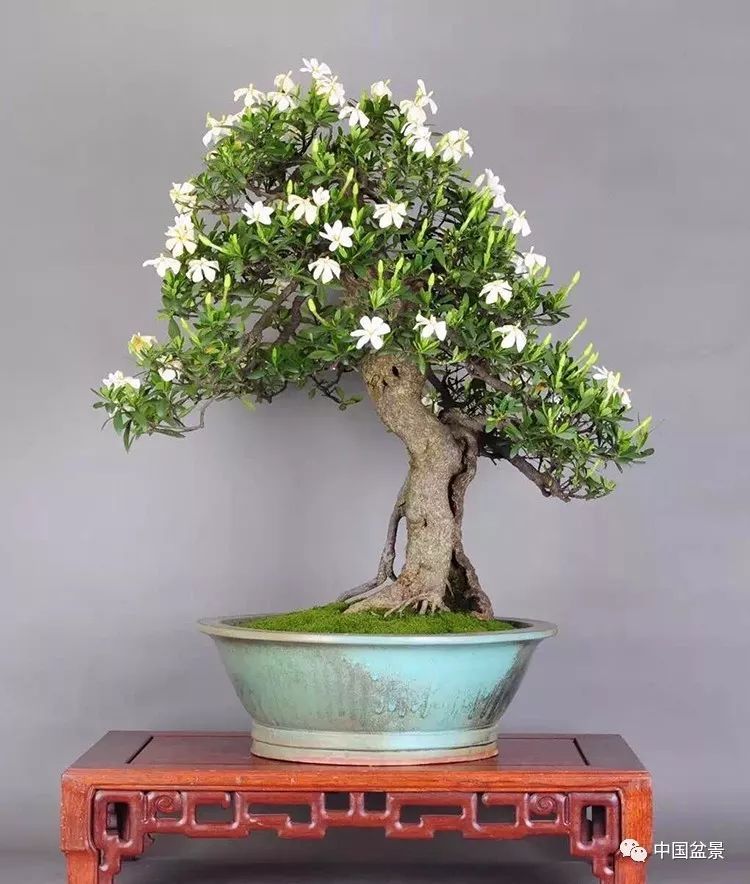 Enjoy the gardenia bonsai: strong, eternal love, life waiting