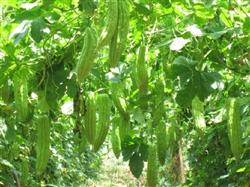 How can planting balsam pear be managed to achieve high yield?