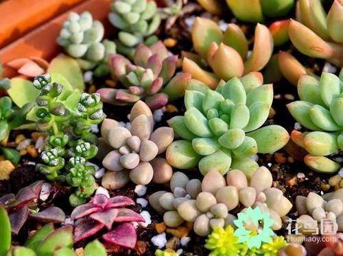 Raising these five kinds of succulent summer shade does not fade.