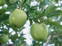 What should we pay attention to in managing apple trees in summer?