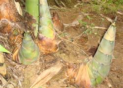 What are the management methods for planting bamboo shoots?