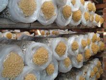 Protected cultivation Technology of Flammulina velutipes