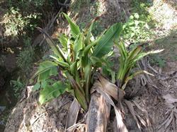 What are the prevention and control methods of banana bunchy top disease?