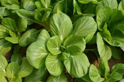 How to grow cabbage in summer