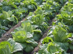 What do you need to pay attention to when planting summer cabbage?