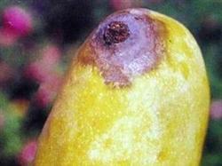 How to prevent and cure mango stem rot?