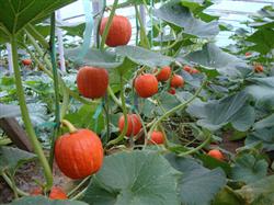 What are the ways to increase pumpkin production?