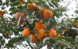 How to fertilize persimmon trees?