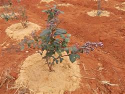 What do blueberries require from soil?