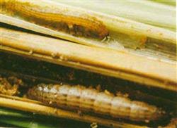 How to control rice borer