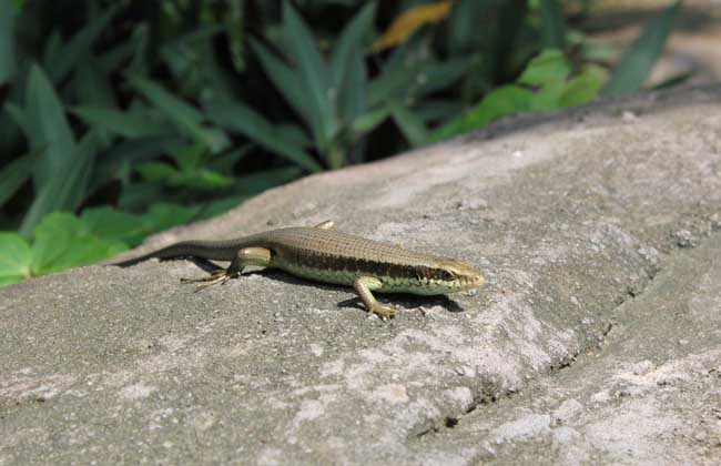 What are the natural enemies of geckos?